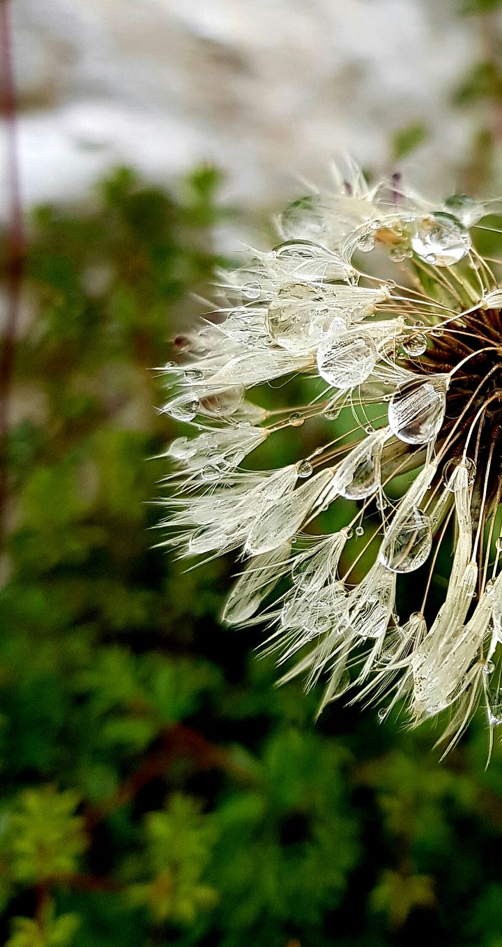 dandelion after rains