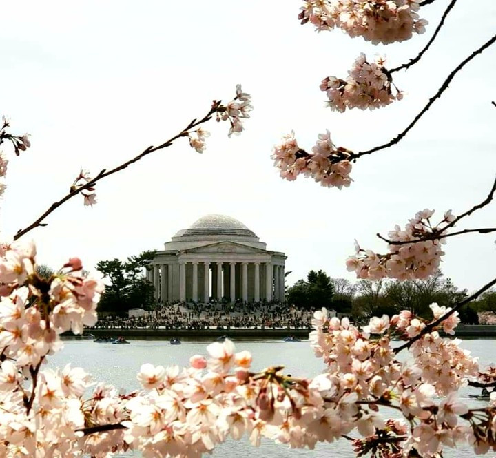 Cherry Blossoms Blossoming