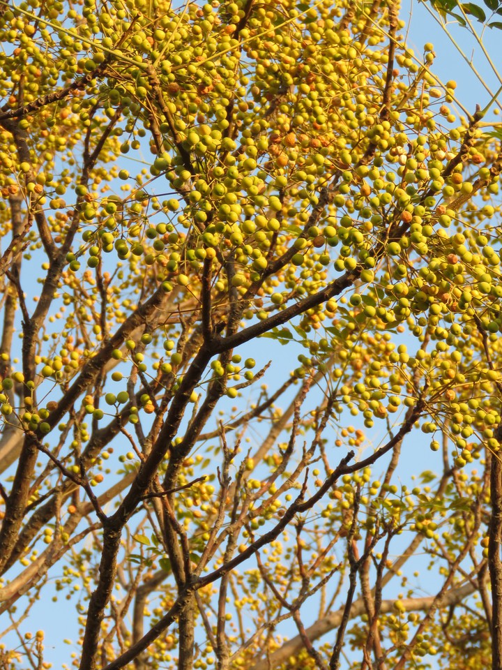 autumn ?