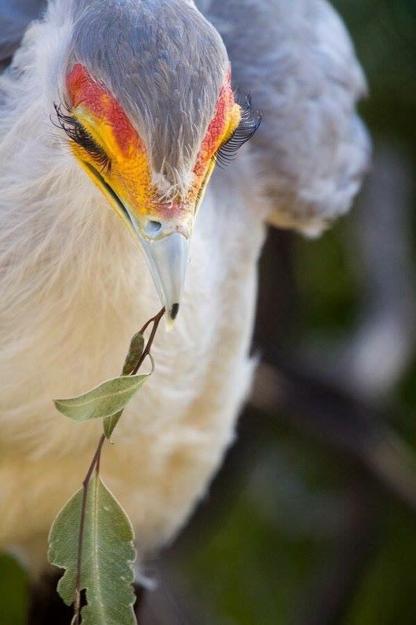 Secretary-bird or secretary #Secretarybird #Птицасекретарь