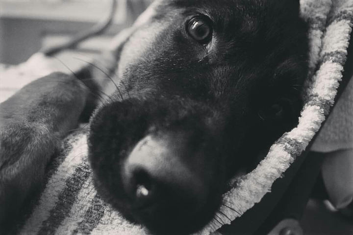 German shepherd dog