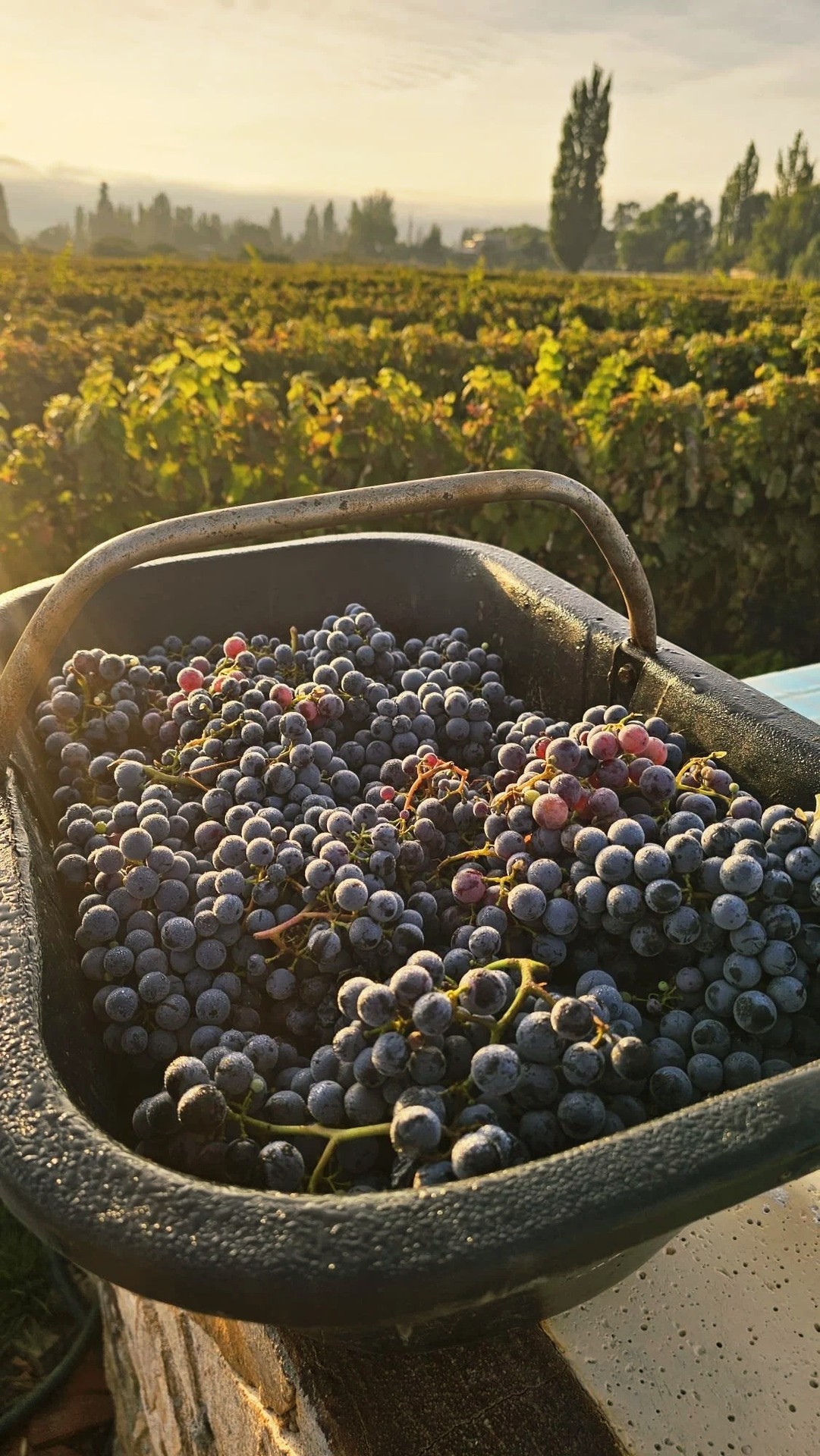 NEW BLACK GRAPE HARVEST