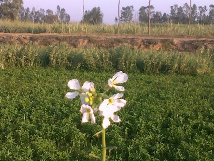nature