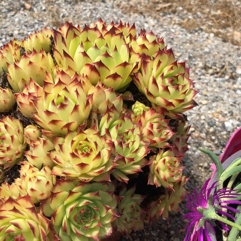 植物, petal壁纸