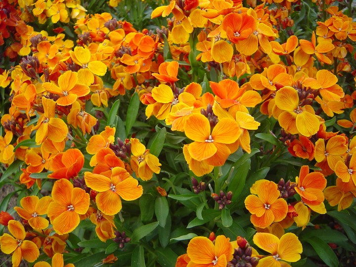 Flowers