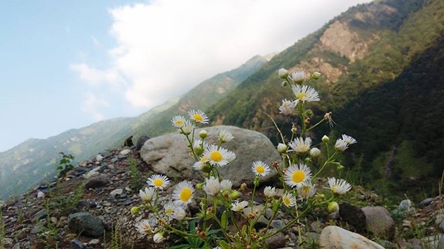 Life in mountains