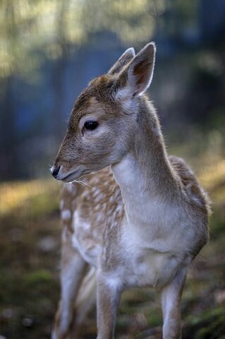 Deer