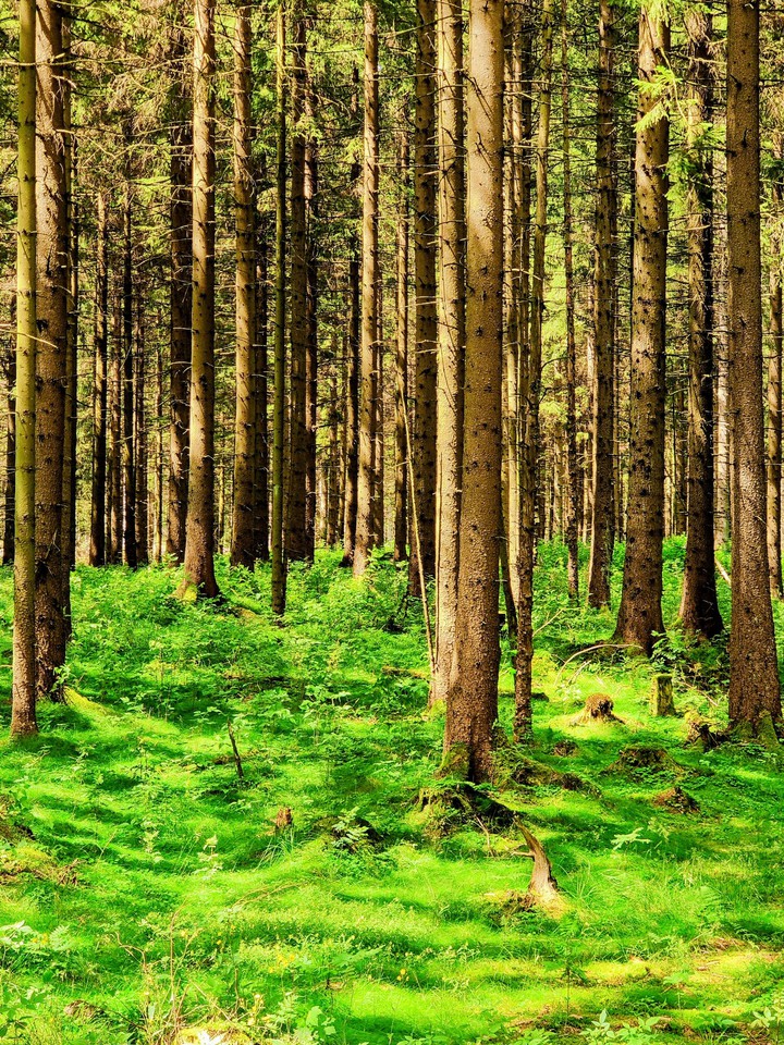 Forest