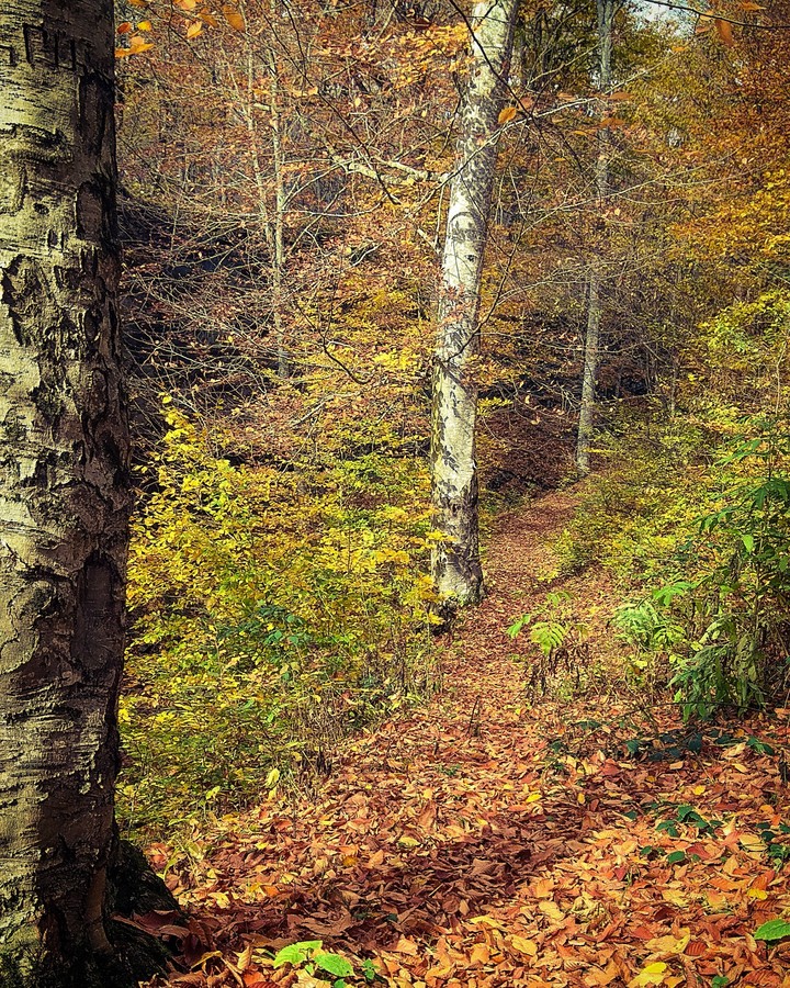Autumn