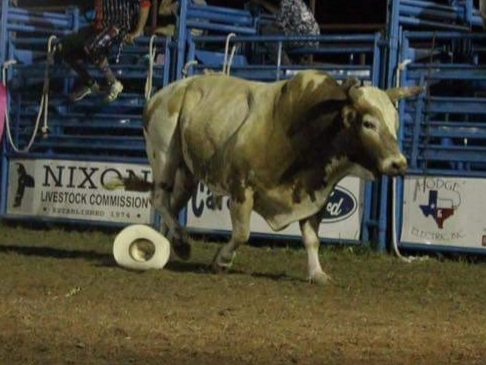 bull