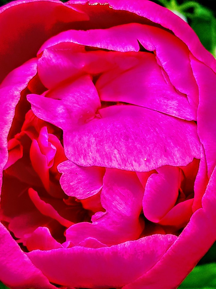 rose