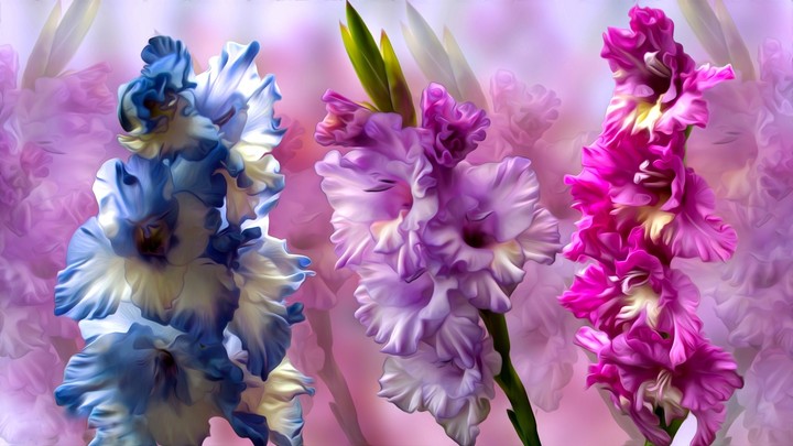 gladiolus for Gabriel ❤️