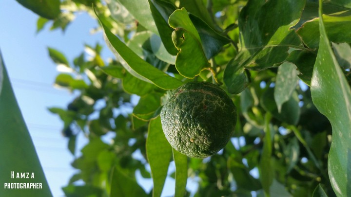Kurdistan nature