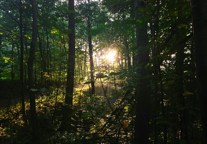 forest
