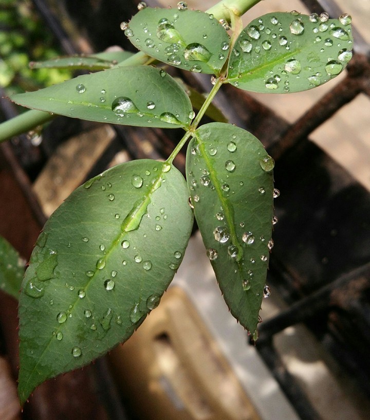 Morning Dew