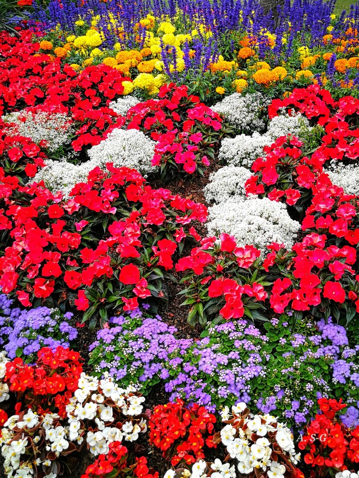 Sommerblumen