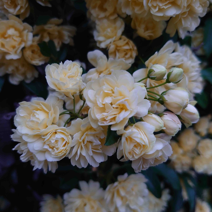 rose
