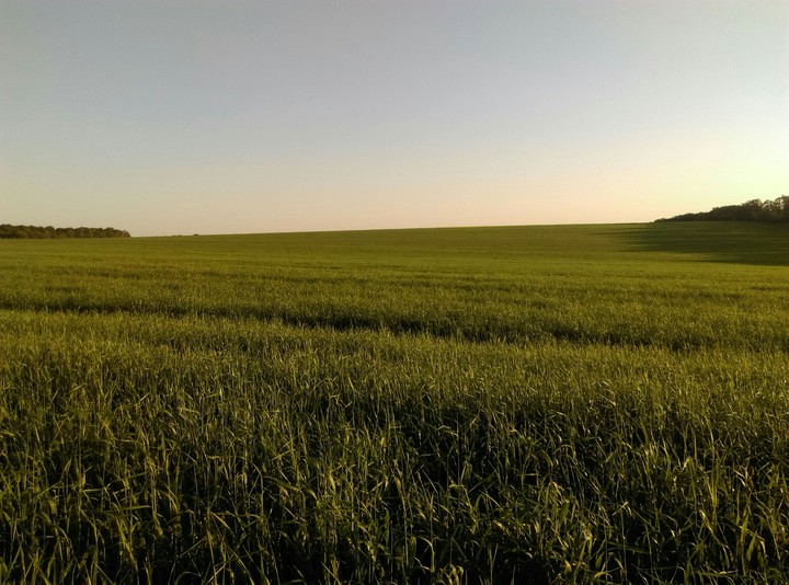 Moldova field