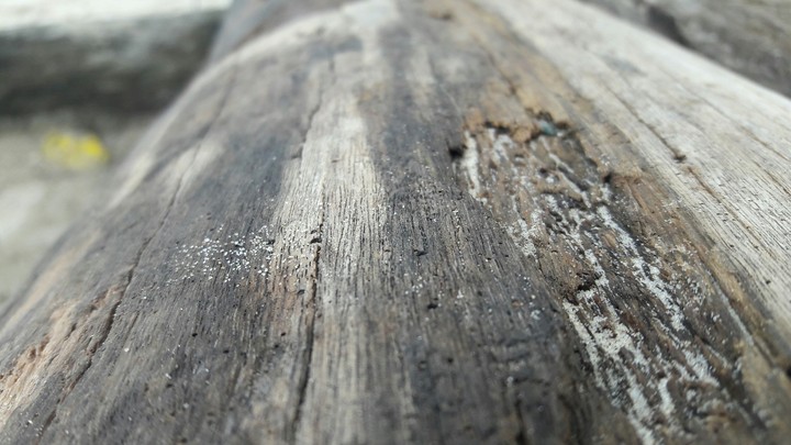 timber