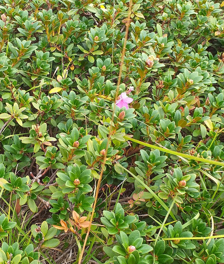 mountain flower