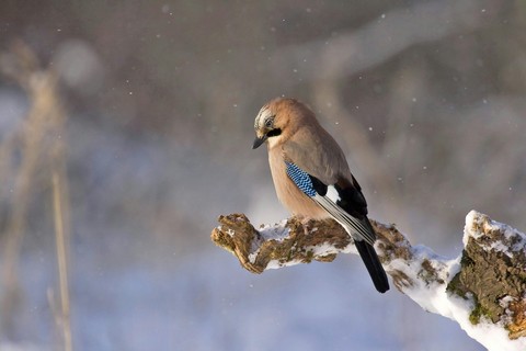 鳥類, bird桌布