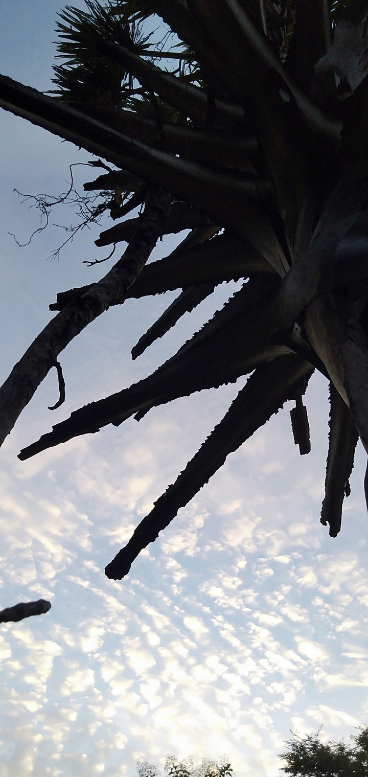Palm tree