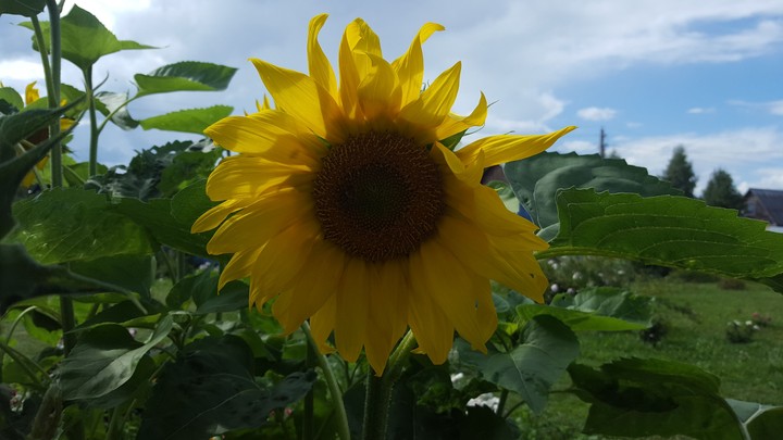 sunflower