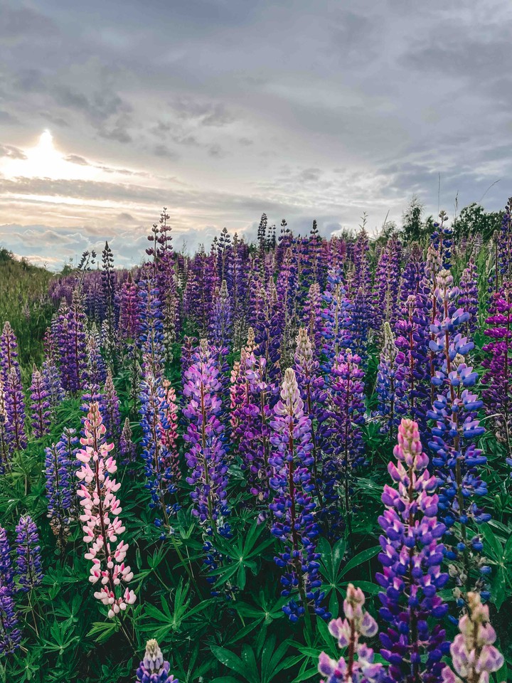 Lupins from Murino 2 (Saint Petersburg, Russia)
