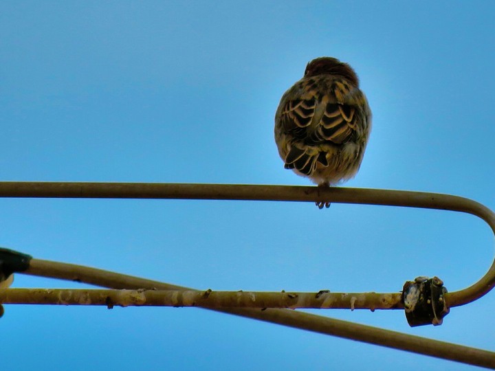 bird