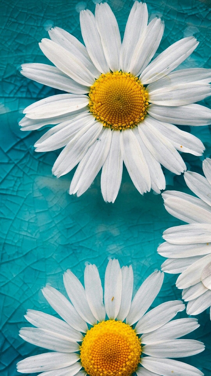 daisies