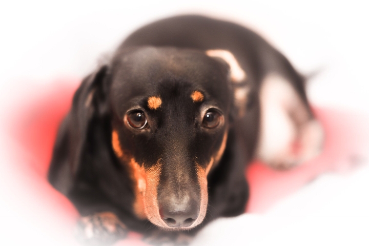 우리집 댕댕이