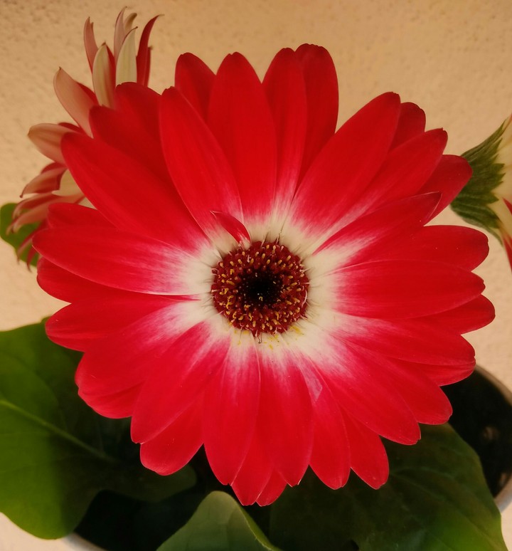 beautiful flower
