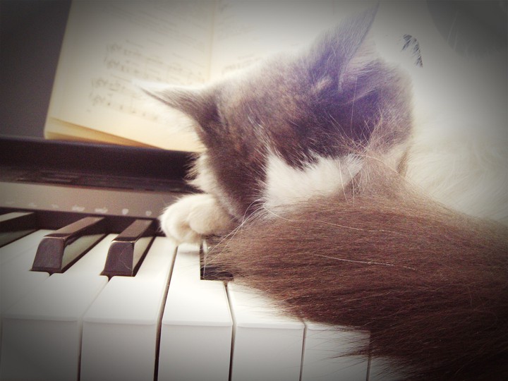 кот