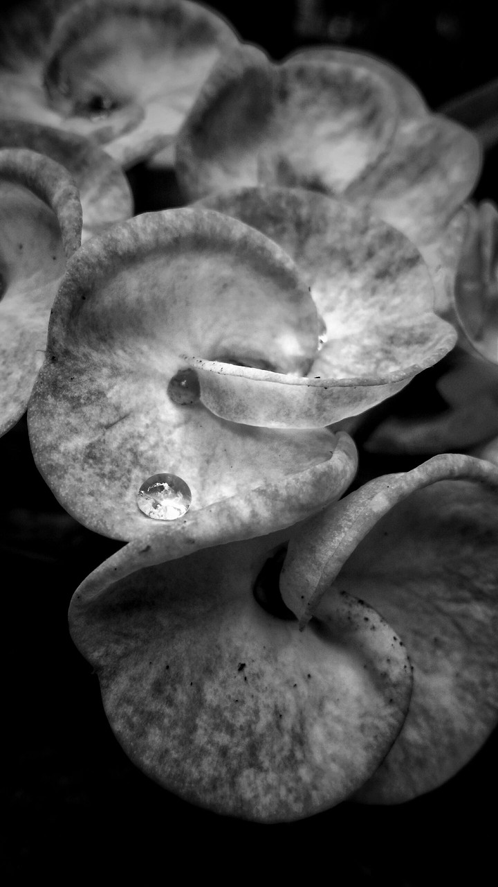 black and white