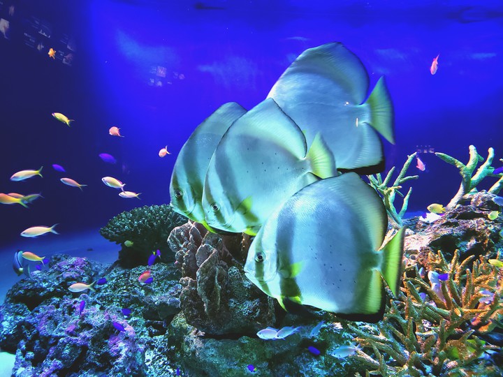 魚の群れ