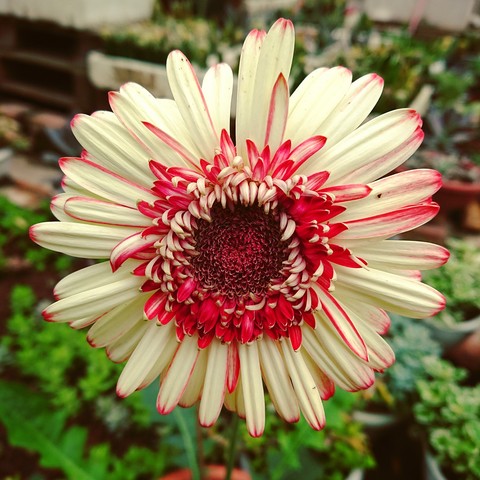 Flowers my home.