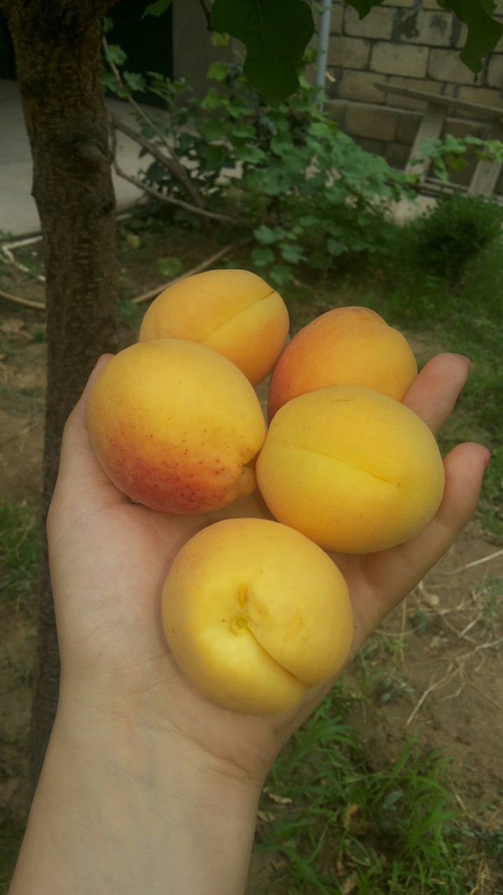 Apricot