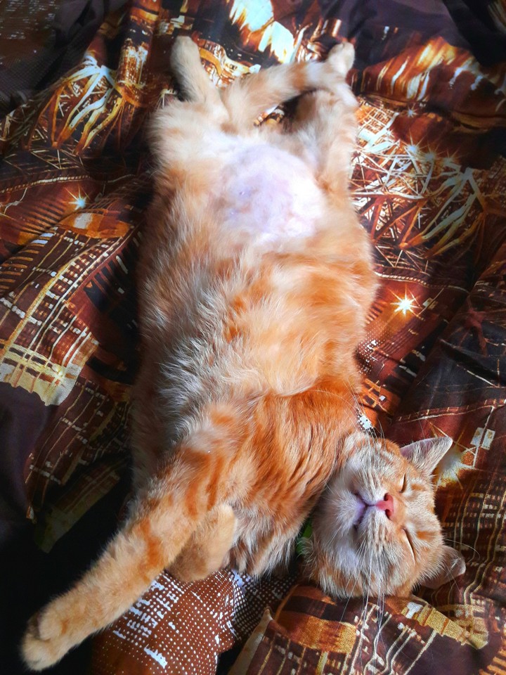 Мой рыжий кот)))