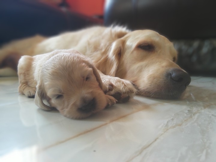 like mother like daughter