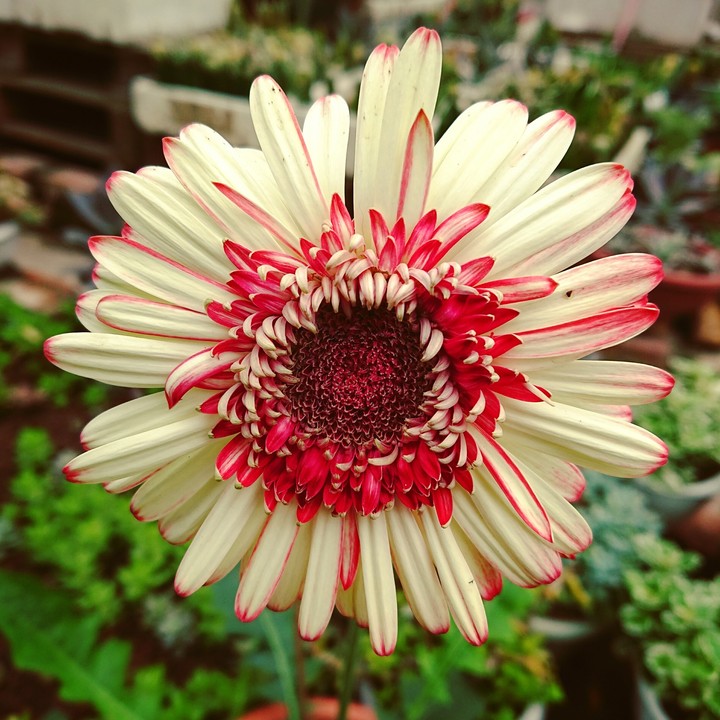 Flowers my home.