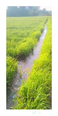 my beautiful field