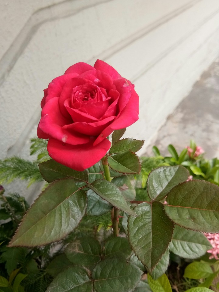 the amazing Rose voice bowl