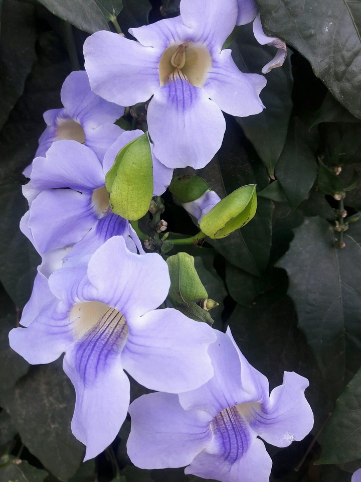purple beauty