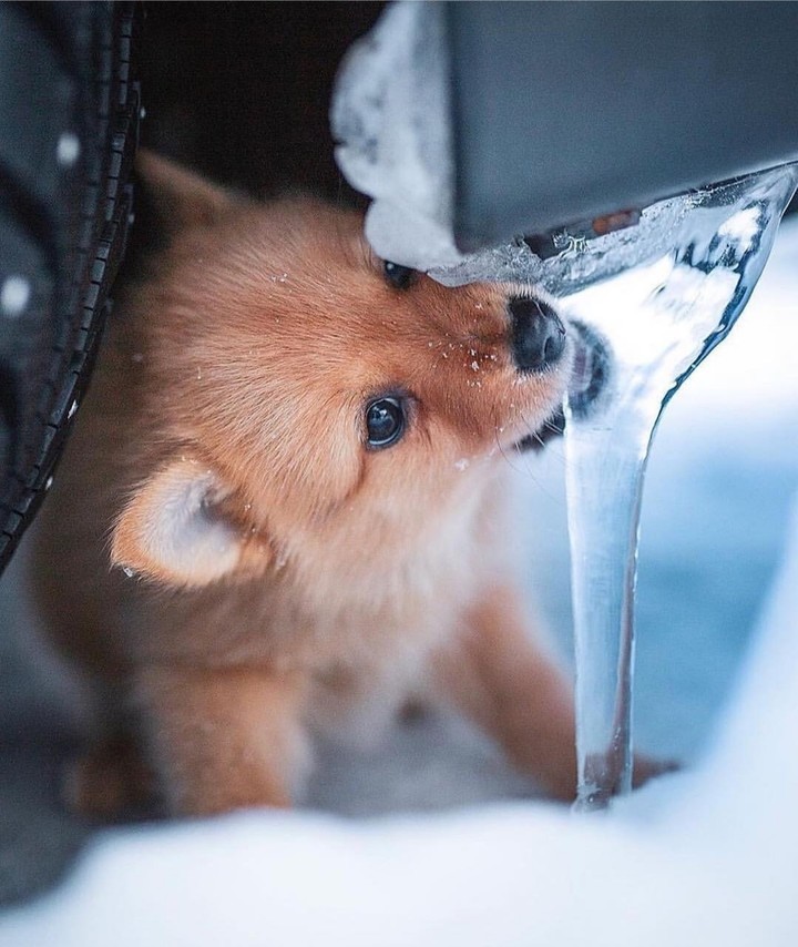 puppy?