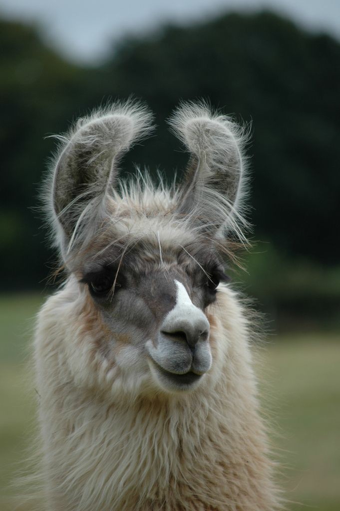 Llama