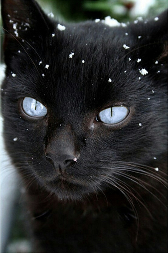 В мире животных
