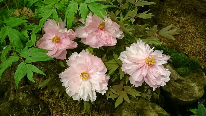 peony