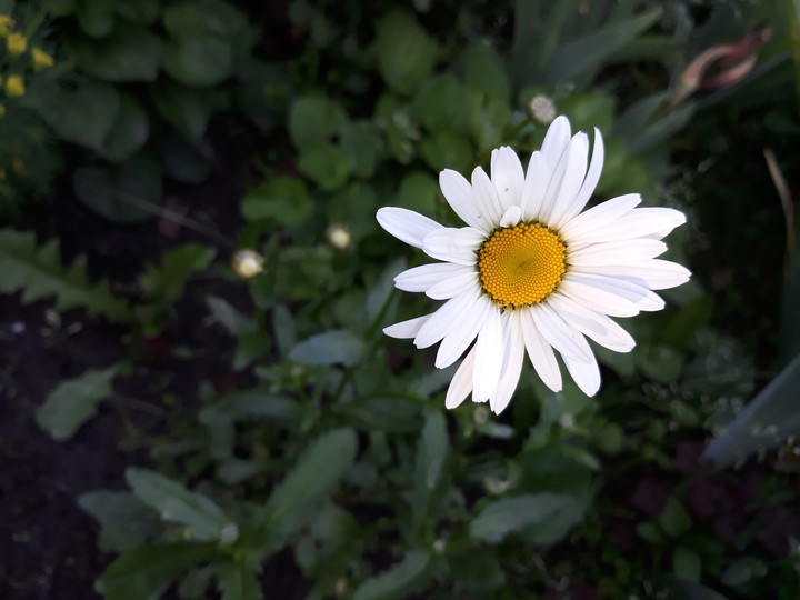 awesome camomile