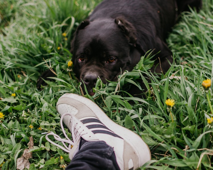 dogs