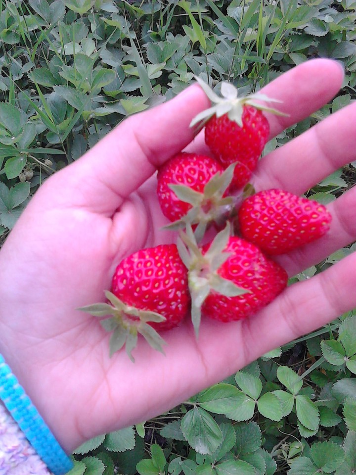 strawberry